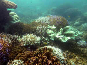 Representative image Coral reefs TOI