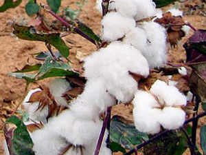 Cotton-generic