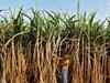 Watch: Can sugarcane affect Modi's 2019 plans?