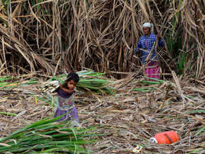 sugarcane-BCCL