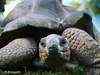 Two giant Aldabra tortoises gifted to Nehru Zoological park