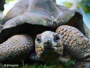 tortoise-edited
