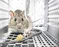 The rat in the Indian pharma kitchen is in the mousetrap — sort of
