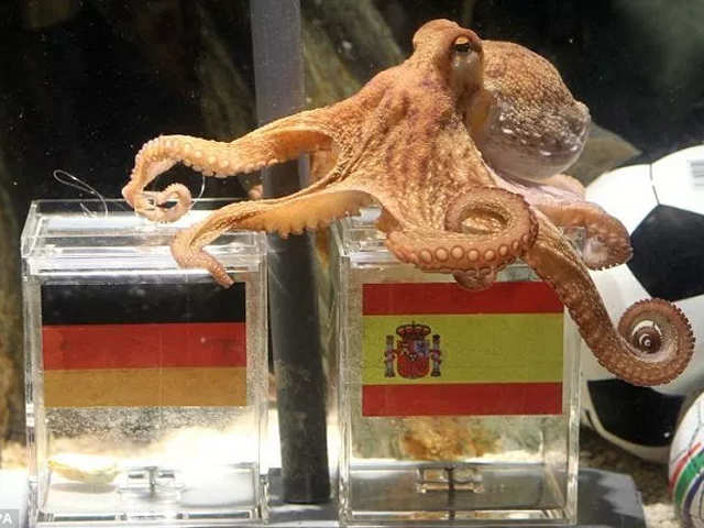 ​Paul - The Octopus