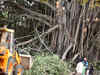 NGT stays tree felling for redevelopment project in South Delhi till Jul 19