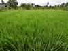 Here is all about the big MSP hike for Kharif crops