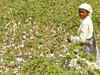 MSP hike to increase global price of cotton, rice