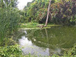 Pattandur-Agrahara-lake-bcc