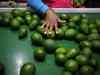IG international ties up with Peru’s Camet Trading for import of Avocados to India