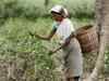June tea prices up as production falls