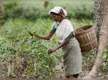 Nagaon: A tea garden worker plucks tea leaves at a plantation, on the eve of Int...