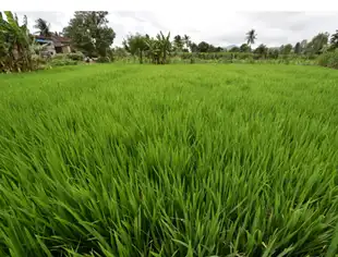 Kharif-Crop-BCCl