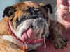 Zsa Zsa, the English bulldog who was crowned World's Ugliest Dog, dies at age 9