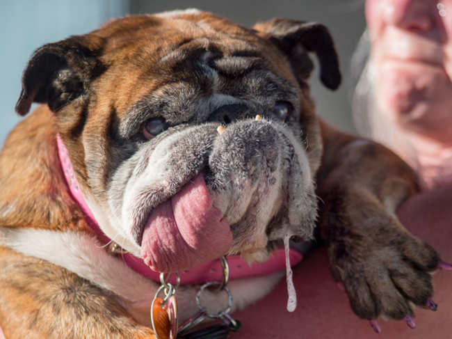 World's ugliest dog Zsa Zsa dies at age 9