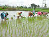 Loan waivers unburden farmers, burden economy: RBI report