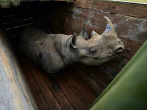 Kenya Rhino AFP