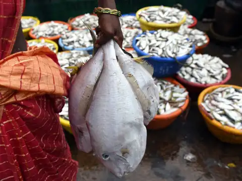 Why is fish laced with formalin?