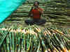 Modi cabinet approves sugarcane price hike by Rs 20/quintal to Rs 275