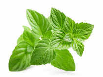 Mentha---Thinkstock