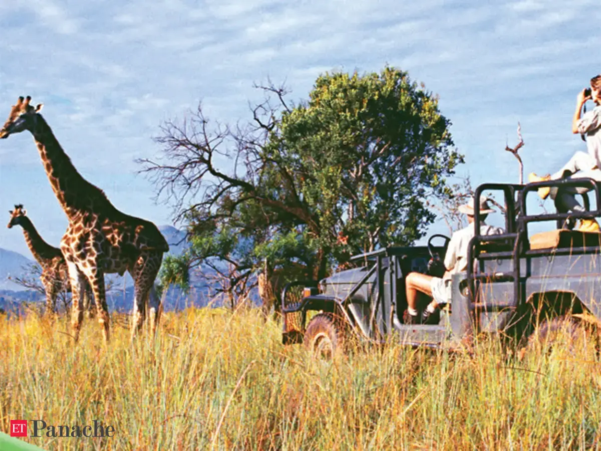 Wild Country Spot Endangered Rothschild Giraffes In Wild Country Spot Endangered Rothschild Giraffes In
