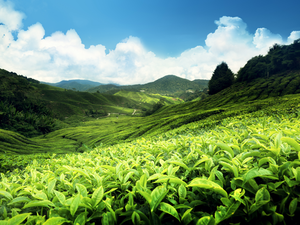 tea-plantation