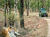Tiger on the prowl: Visit Ranthambore, Sariska to spot the majestic wild cat