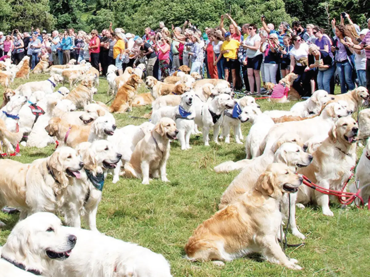 Why India S High And Mighty Like Golden Retrievers The Economic Times