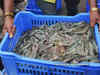 Seafood exports may shrink due to low shrimp prices