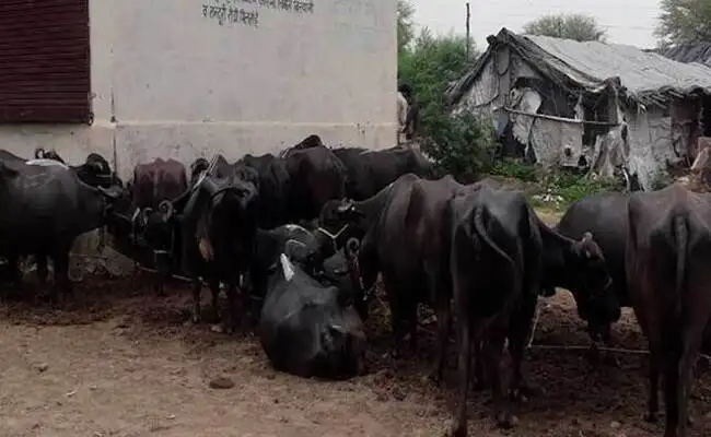 Checkpoints at Mewat: Farmers complain of extortion in the name of cow ...