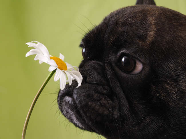 dog-heal-herb_GettyImages