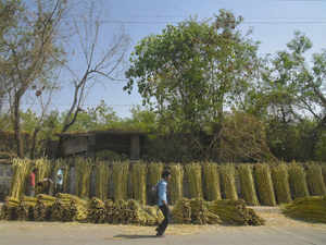 sugarcane