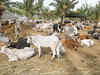 Political talk in Alwar veers towards cows