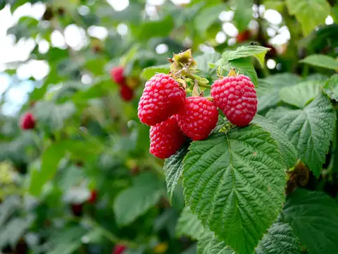 Fruit Of Labour