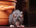 There's a rat in Indian pharma's kitchen