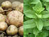 Potato, mentha hit upper circuit on firm spot demand