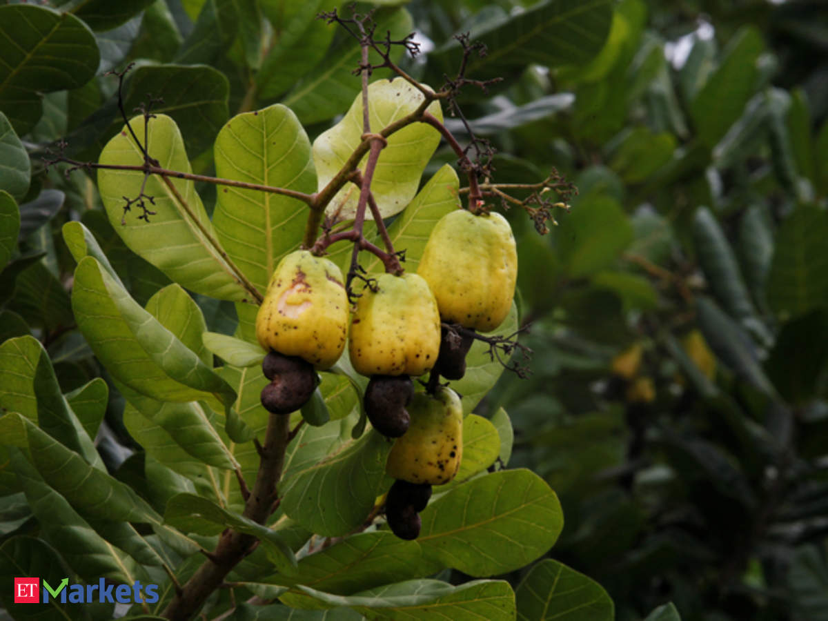 cashew fruit price