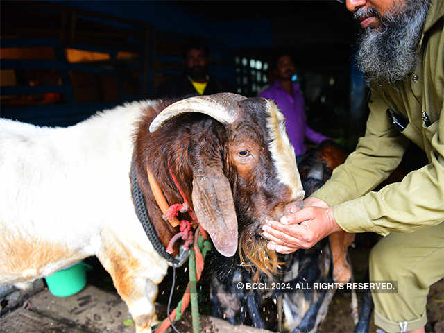 Determining the age of a goat - Why Ashok becomes Ahmad at Delhi's goat  market ahead of Eid | The Economic Times