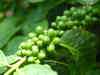 Floods worsen shortage of robusta coffee beans