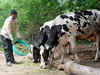 Maharashtra planning 'commission' to protect cows in state?