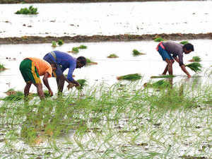 Kharif crops