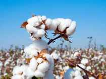 Cotton---Think-stock