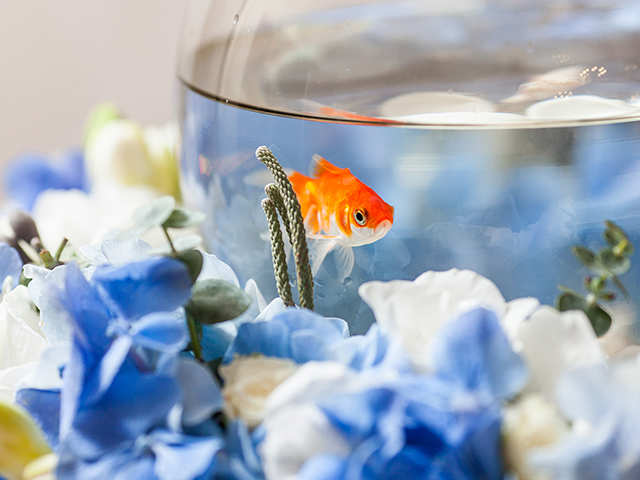 ​Goldfish See More Colour Than Humans