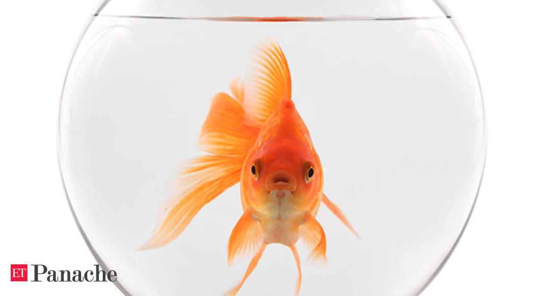 Goldfish men-mory