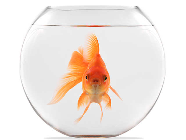 goldfish: Your Goldfish&#39;s Memory Lasts Longer Than 3 Seconds, &amp; Other Facts About The Popular Pet - Fishy Business | The Economic Times