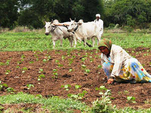 Kharif crop planting increases as heavy rains raise reservoir levels