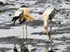 Drop in bird count at Bhitarkanika park in Odisha