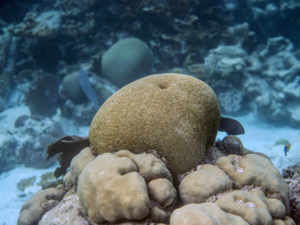 Coral Reef AFP