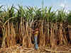 India to surpass Brazil as top sugar producer, eyes bigger export share