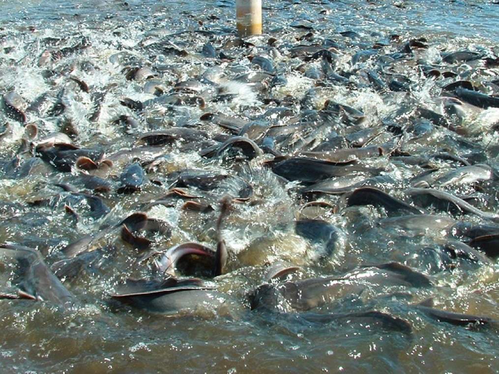 India is fast becoming an aquaculture hub, but quality issues could play spoiler