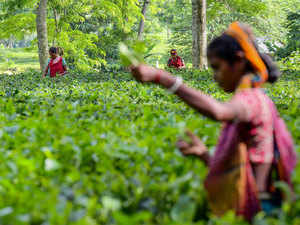 Erratic power supply takes heavy toll on Assam's Barak Valley tea estates